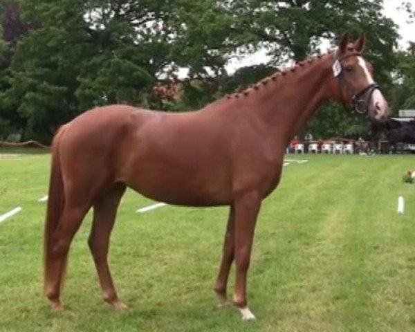 dressage horse Filine (Westphalian, 2011, from Fanfani 4)