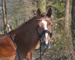 dressage horse Bon Nuit (German Riding Pony, 2008, from Top Balino)