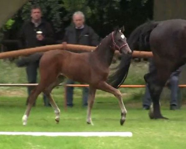 dressage horse Stute von Rock Forever (Westphalian, 2014, from Rock Forever NRW)