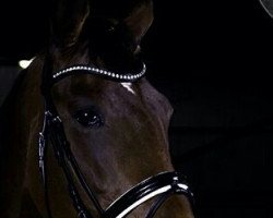 jumper Capri 91 (Swedish Warmblood, 2004, from VDL Cardento 933)