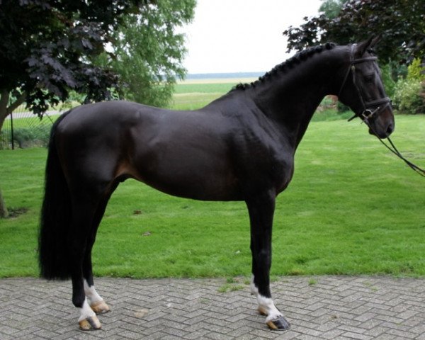stallion Sontender (KWPN (Royal Dutch Sporthorse), 1999, from Montender)