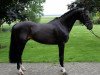 stallion Sontender (KWPN (Royal Dutch Sporthorse), 1999, from Montender)