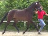 dressage horse Feline (Westphalian, 2011, from Flatrate)