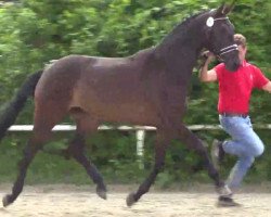 dressage horse Feline (Westphalian, 2011, from Flatrate)