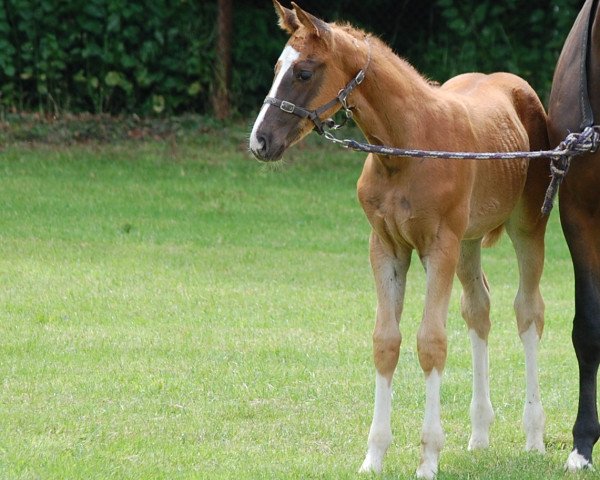 horse Stute von Don Cesar (Westphalian, 2014, from Gk Don Cesar)