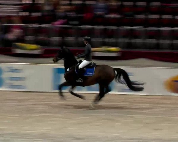 Reitturnier Messe Chemnitz 2018