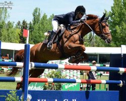 broodmare Questina (Oldenburg show jumper, 2005, from Quidam's Rubin)