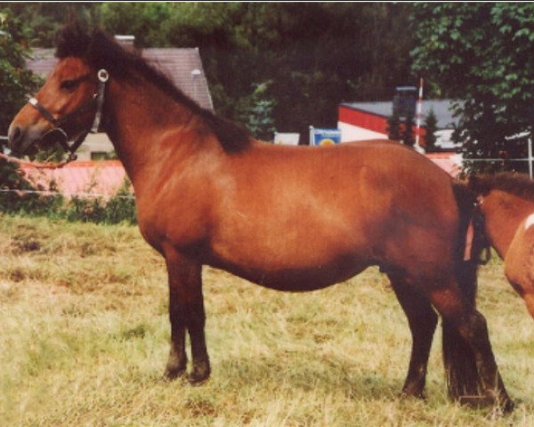 Zuchtstute Irpa von Ellenbach (Islandpferd, 1986, von Jarpur fra Melum)