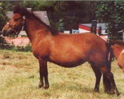 broodmare Irpa von Ellenbach (Iceland Horse, 1986, from Jarpur fra Melum)