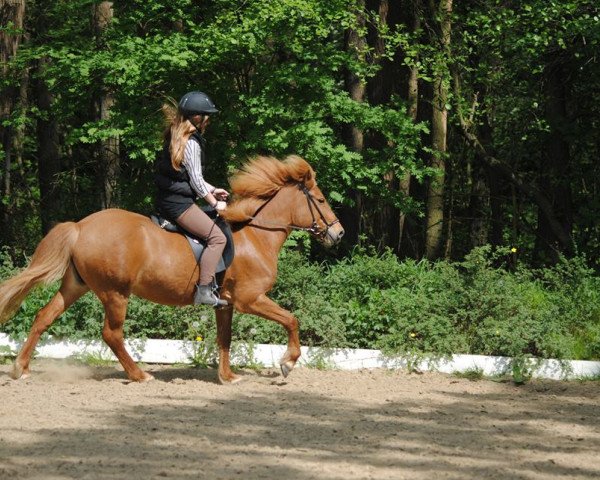 broodmare Sina von Ellenbach (Iceland Horse, 1997, from Refur von Ellenbach)