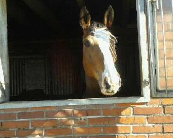 dressage horse Rio de Janero 2 (Hanoverian, 2006, from Rotspon)