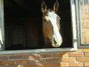 dressage horse Rio de Janero 2 (Hanoverian, 2006, from Rotspon)