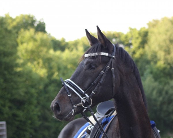 dressage horse Fidelitas 22 (Oldenburg, 2007, from Fidertanz)