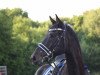 dressage horse Fidelitas 22 (Oldenburg, 2007, from Fidertanz)