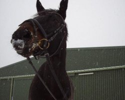 dressage horse Ramses 94 (Saxony-Anhaltiner, 2000, from Rubinstern Noir)