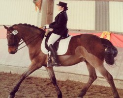 dressage horse Calimero 353 (German Warmblood, 2000, from Calimbo)