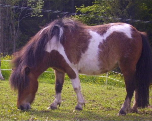 Zuchtstute Xheneta v. Ziegengütl (Shetland Pony (unter 87 cm), 2007, von Endrik)