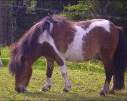 Pferd Xheneta v. Ziegengütl (Shetland Pony (unter 87 cm), 2007, von Endrik)