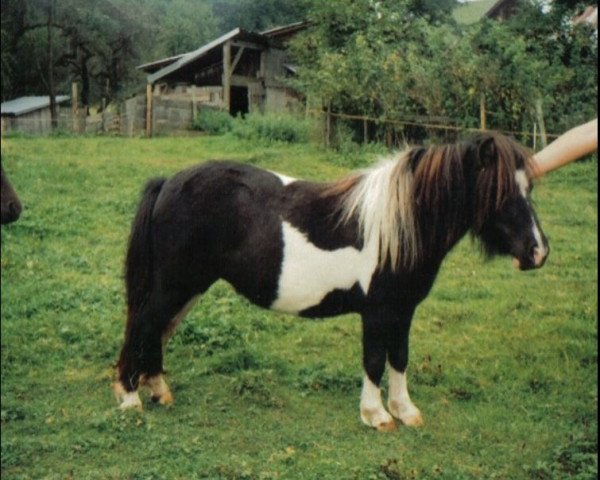 Zuchtstute Elina v. Ziegengütl (Shetland Pony (unter 87 cm), 2006, von Endrik)