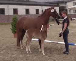 Pferd Stute von Top Christobell (Deutsches Reitpony, 2014, von Top Christobell)