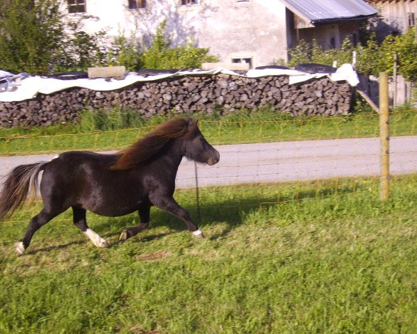 Zuchtstute Sambelina v. Ziegengütl (Shetland Pony (unter 87 cm), 2006, von Endrik)