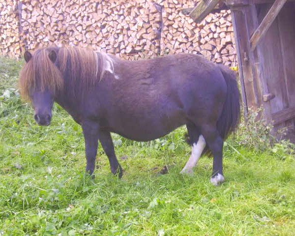 Zuchtstute Larika v. Ziegengütl (Shetland Pony (unter 87 cm), 2005, von Endrik)