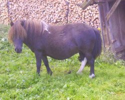 Pferd Larika v. Ziegengütl (Shetland Pony (unter 87 cm), 2005, von Endrik)