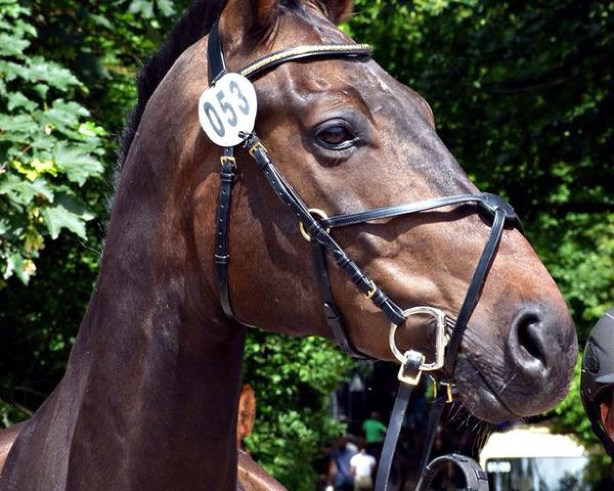 jumper Count Jack (Hanoverian, 2004, from Countdown)