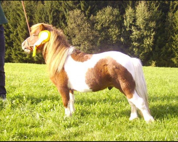 stallion Eisprinz vom Ziegengütl (Shetland pony (under 87 cm), 2006, from Endrik)