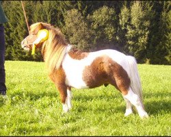 Pferd Eisprinz vom Ziegengütl (Shetland Pony (unter 87 cm), 2006, von Endrik)