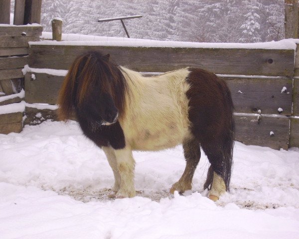 Zuchtstute Endrina v. Ziegengütl (Shetland Pony (unter 87 cm), 2005, von Endrik)