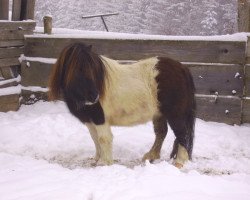 Pferd Endrina v. Ziegengütl (Shetland Pony (unter 87 cm), 2005, von Endrik)