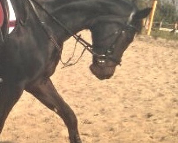 dressage horse Semiramis (Hanoverian, 2008, from Santino)