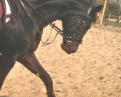 dressage horse Semiramis (Hanoverian, 2008, from Santino)