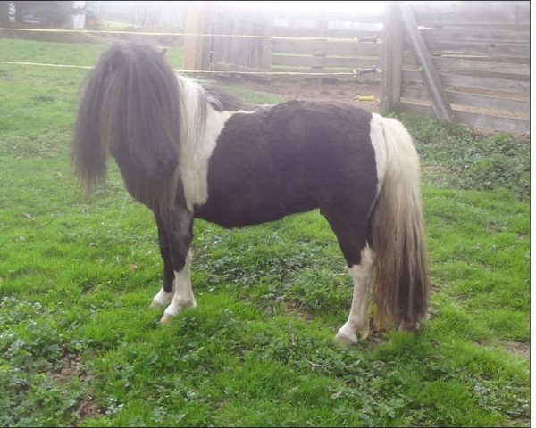 Zuchtstute Estefania Beauty Queen v. Ziegengütl (Shetland Pony (unter 87 cm), 2009, von Bruno v. Emkental)