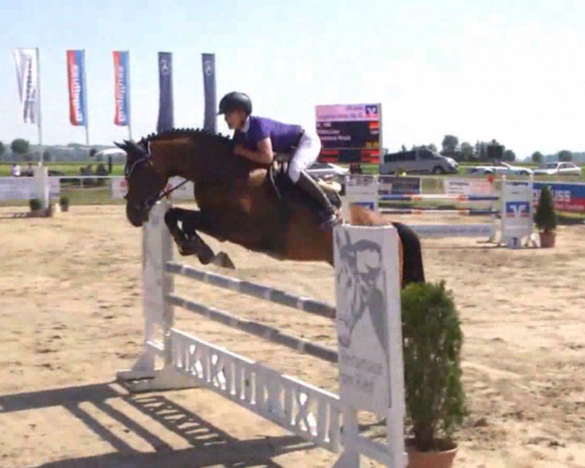stallion Casanova Royal (Holsteiner, 2009, from Cassus 2)