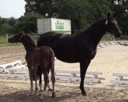 dressage horse Favretto (Westphalian, 2014, from First Selection)