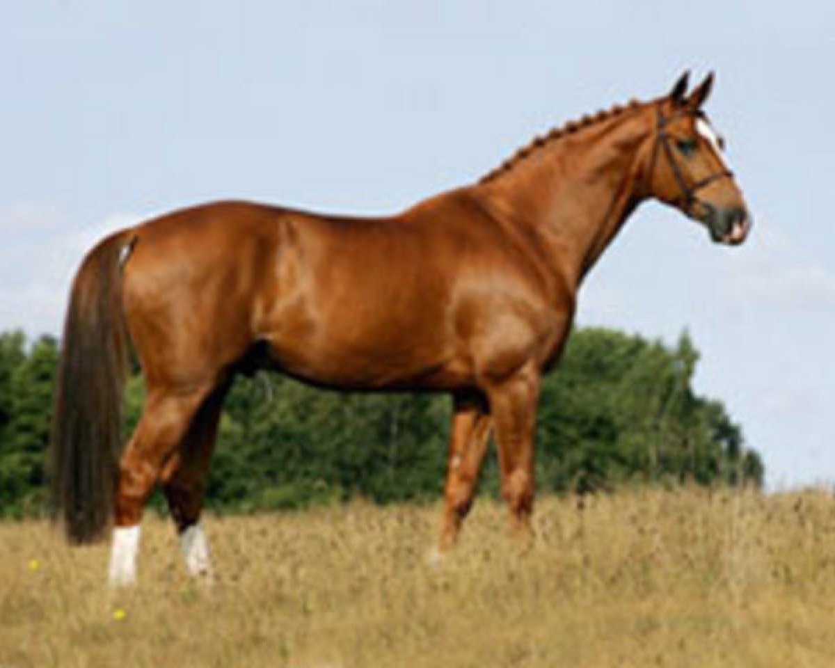 stallion For Feeling (Hanoverian, 1996, from For Pleasure)