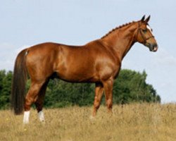 stallion For Feeling (Hanoverian, 1996, from For Pleasure)