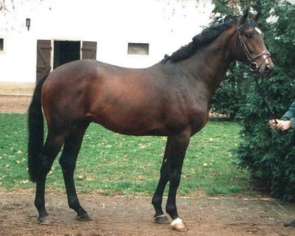 Deckhengst Babolna Jackson (Koninklijk Warmbloed Paardenstamboek Nederland (KWPN), 1991, von Michelangelo)