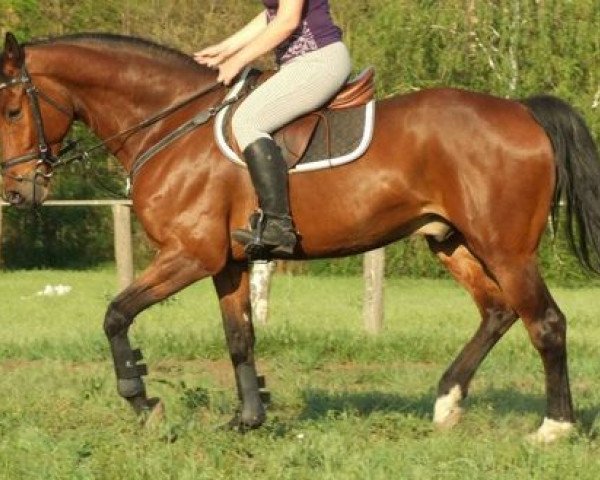 dressage horse Mókás (Hungarian Warmblood,  , from Babolna Jackson)