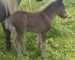 horse Frodo vom Wertachtal (Dt.Part-bred Shetland pony, 2014, from Fabian)