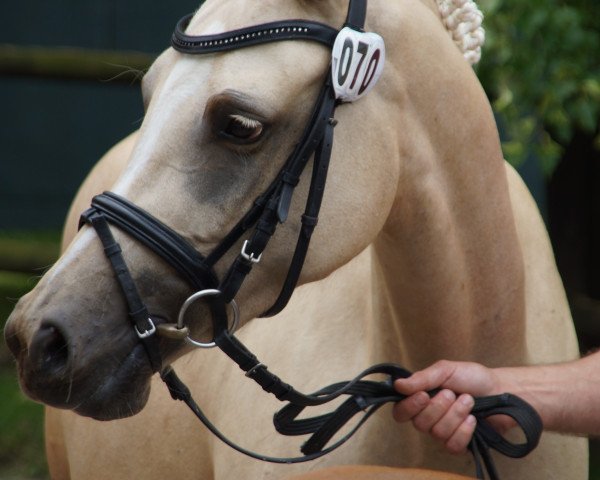 Zuchtstute Golden Gini (Deutsches Reitpony, 2009, von Gandalf)