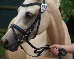 broodmare Golden Gini (German Riding Pony, 2009, from Gandalf)