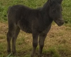 broodmare Aquarell vom Wertachtal (Dt.Part-bred Shetland pony, 2014, from Fabian)