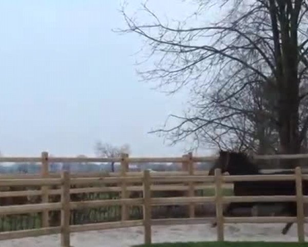 Video of Nigel S