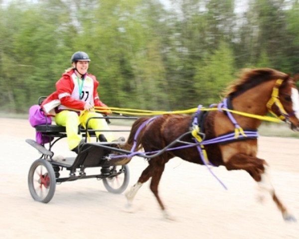 Dressurpferd Dunky (Welsh Pony (Sek.B), 2008)