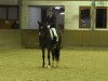 dressage horse Sir Ricco 2 (Hanoverian, 2008, from Sir Donnerhall I)