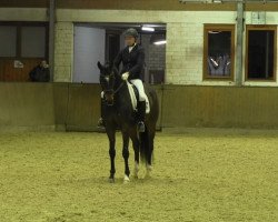 dressage horse Sir Ricco 2 (Hanoverian, 2008, from Sir Donnerhall I)