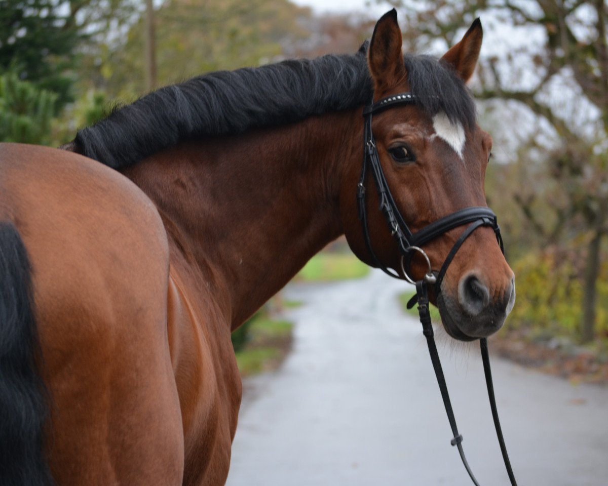 stallion Agrigento 4 (Oldenburg, 1996, from Acord II)
